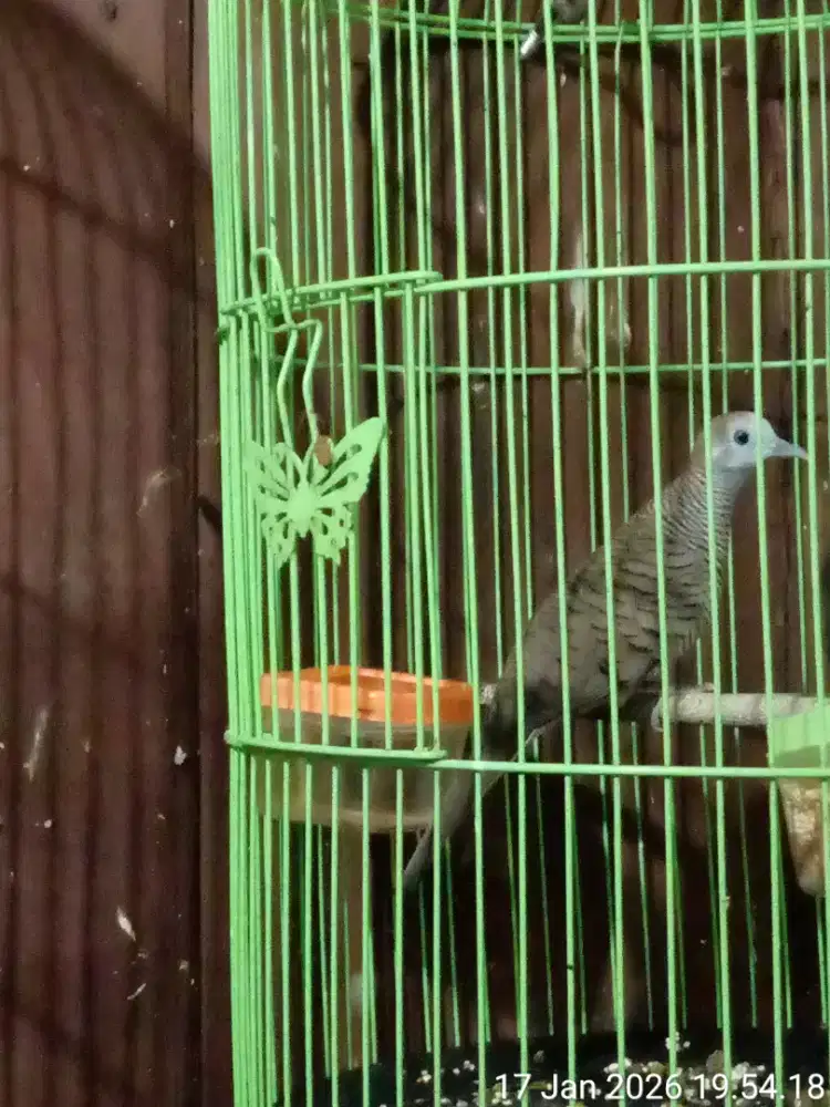 burung perkutut lokal.mantap