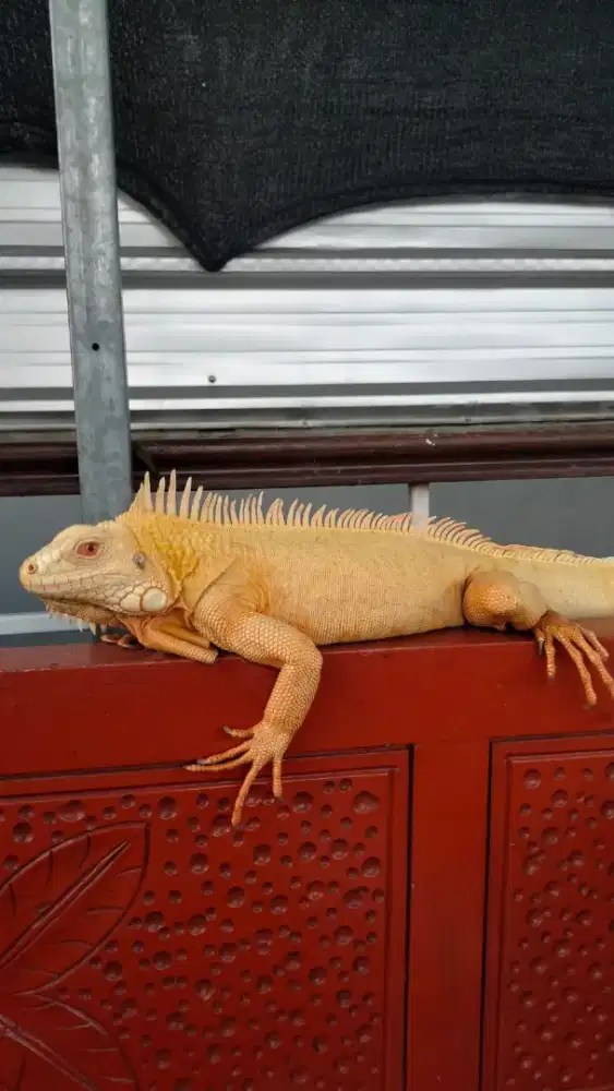 Green albino jantan iguana