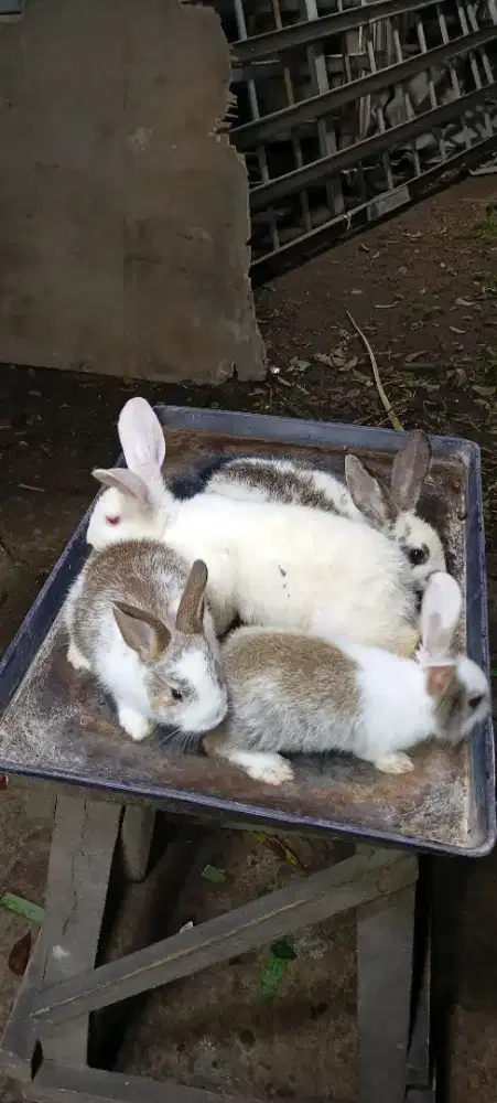 Kelinci Anakan , Siapan & Indukan