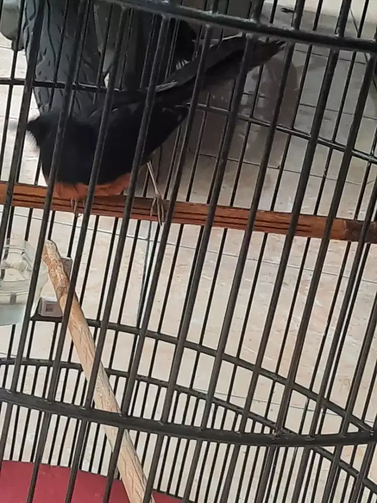 Buat yg minat murai palangka/Borneo