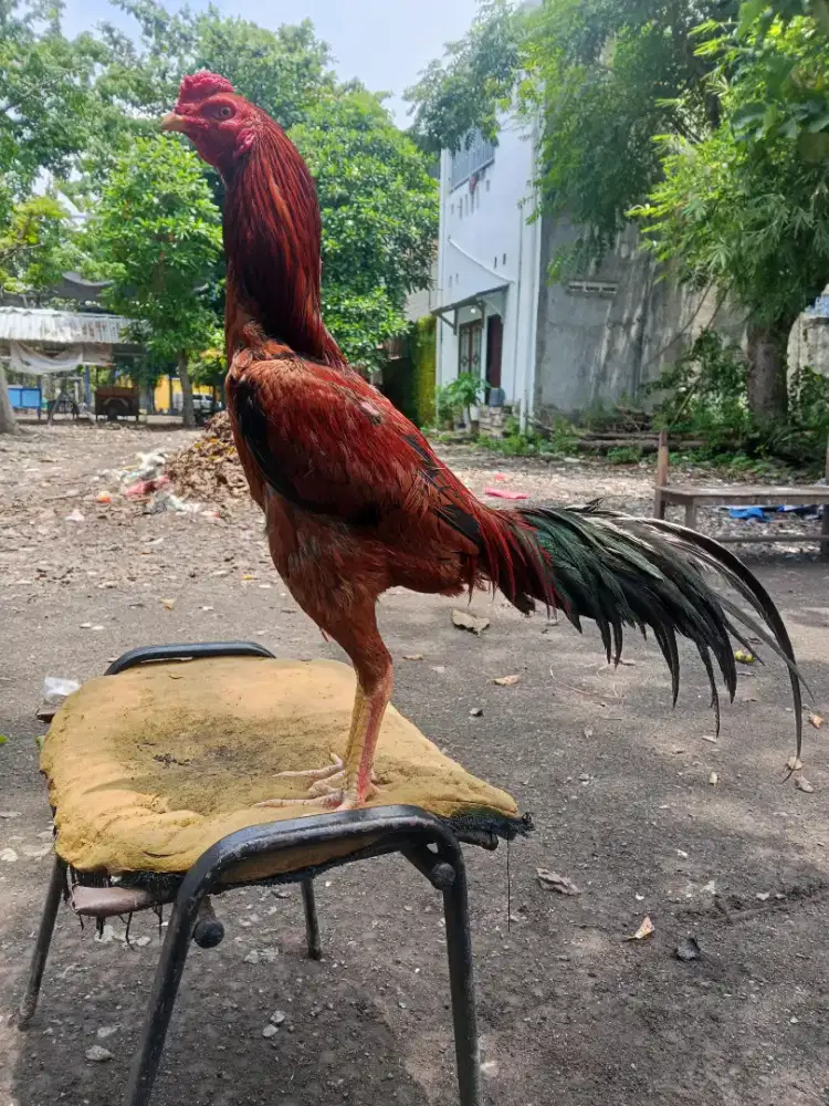 Ayam Bangkok 2D (khoytrad x pakhoy)RJF