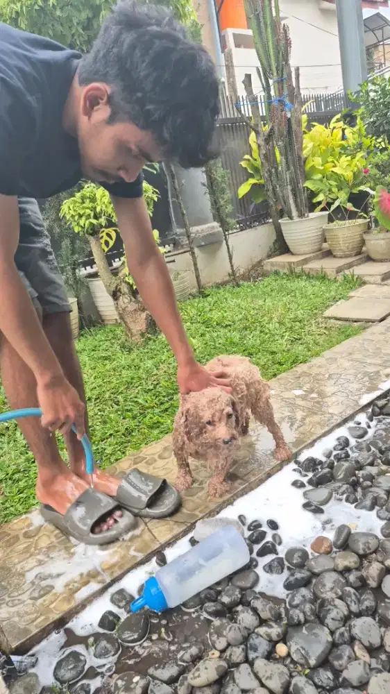 Di butuh kan 1 orang pengalaman untuk jasa mandikan anjing dor to dor