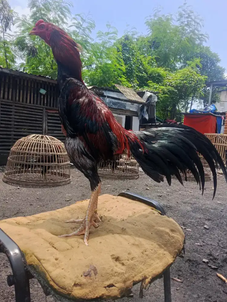 Ayam Bangkok 3D (khoytrad x pakhoy x Mangon)