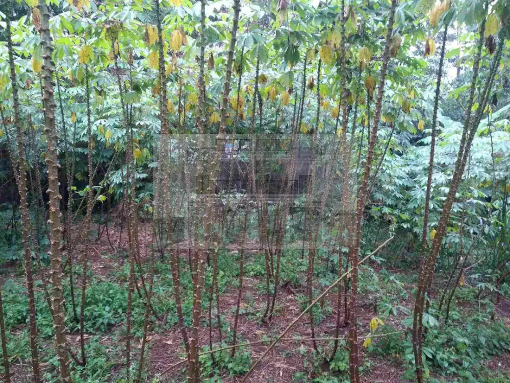 Di jual lahan darat 10,5hk 1,5jt / meter nego .cash bertahap.