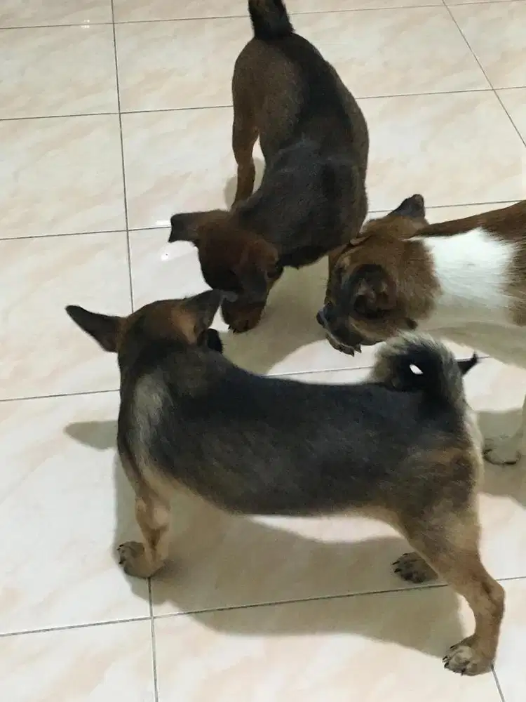 Dijual anak anjing 2 ekor