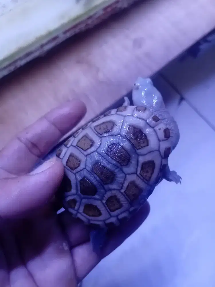 Kura siebenrocky cerah grade a+ remaja  rawatan harga satuan ada 3