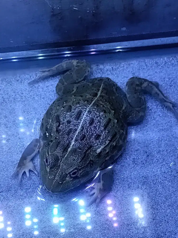 African bullfrog indukan jantan