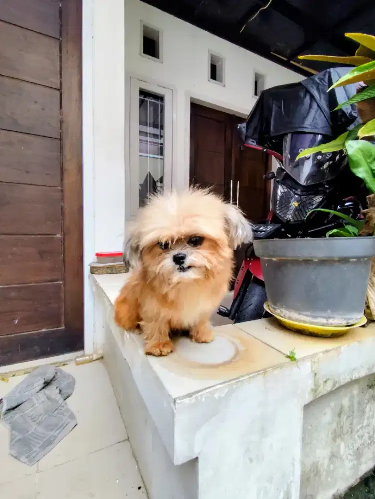 Anjing shih tzu mini