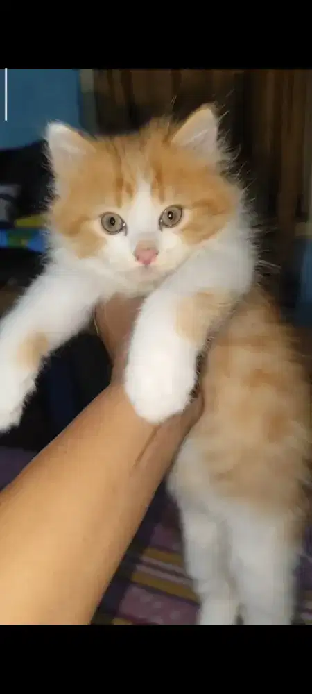 Lepas adobt persia medium