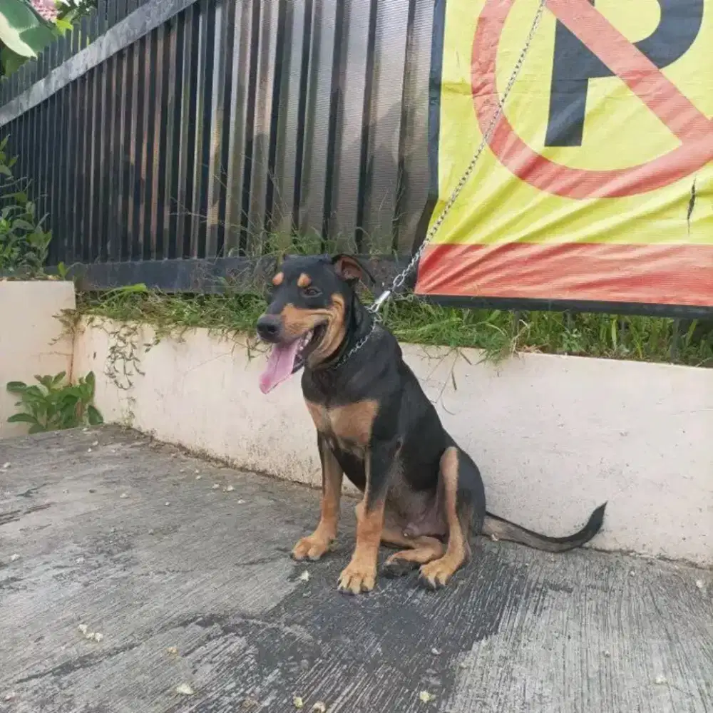 Mix rootweiler x Japanese Akita.  Jantan/ male tulang bagus karakter 9