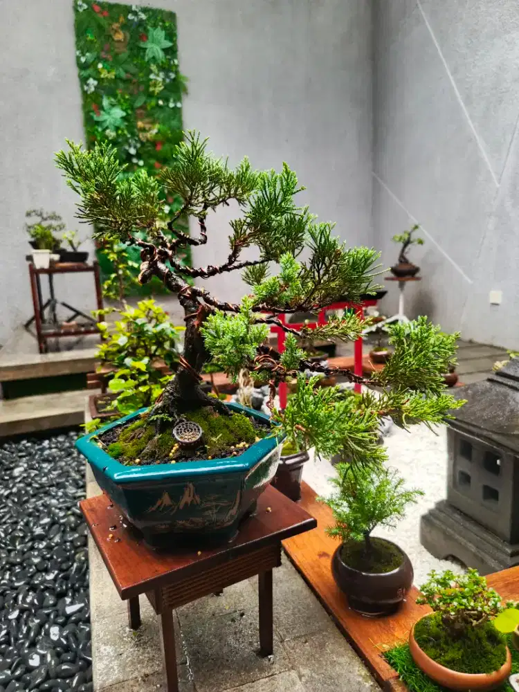 Bonsai Cemara Sinensis