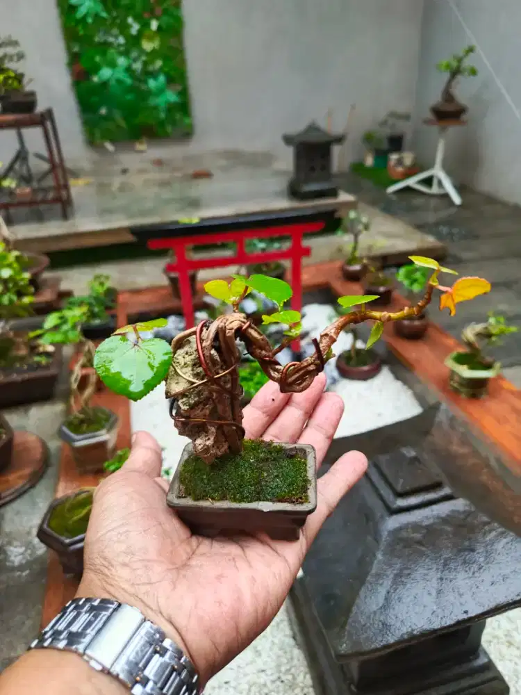 Bonsai Waru mini on the rock