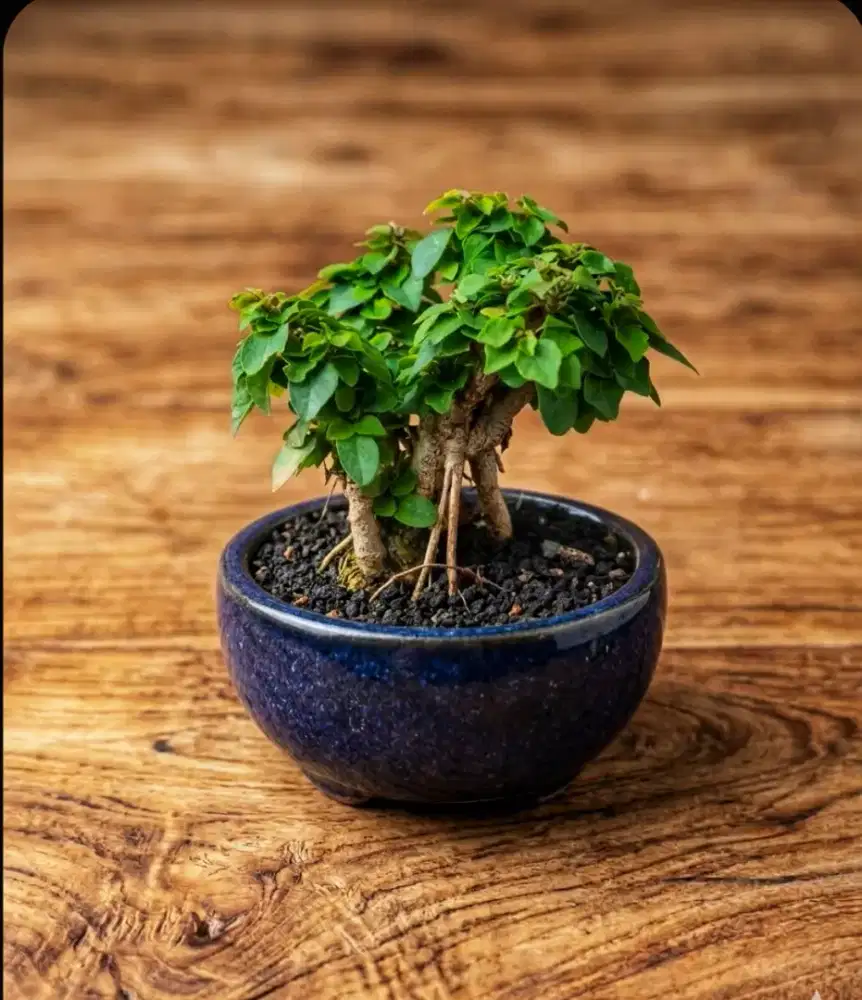 Bonsai wareng mini super micro