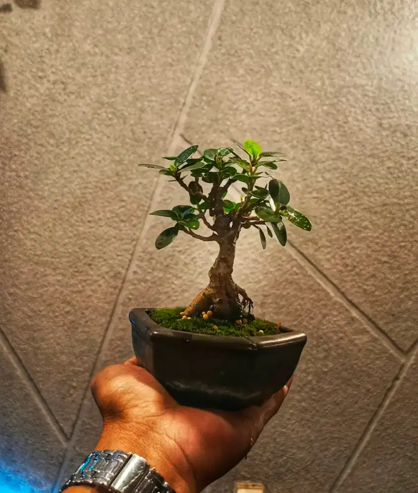bonsai mame beringin dollar