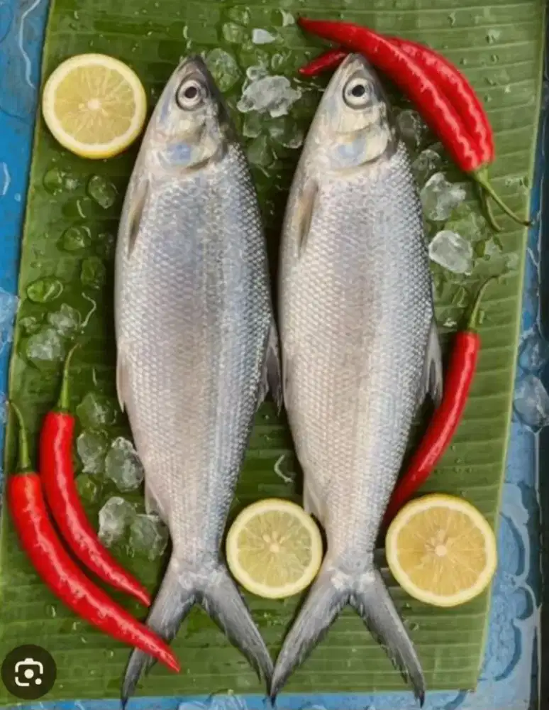 Cari Koki yang paham Olahan Ikan Bandeng segar