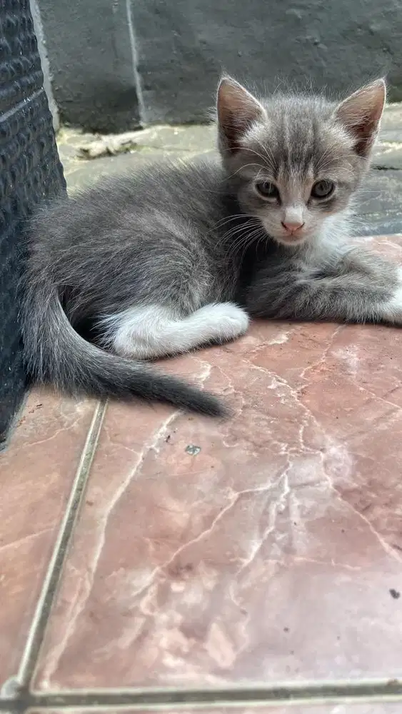 Kitten mixdome jantan