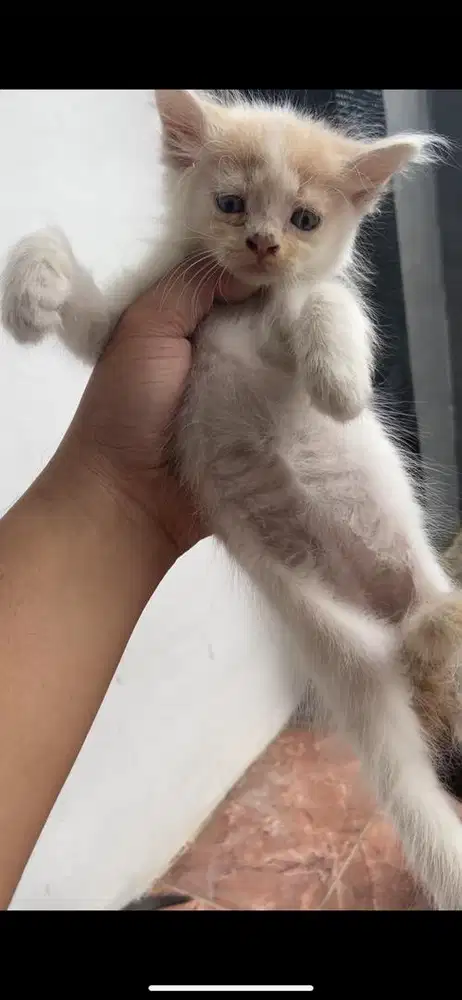 Kitten mixdome betina