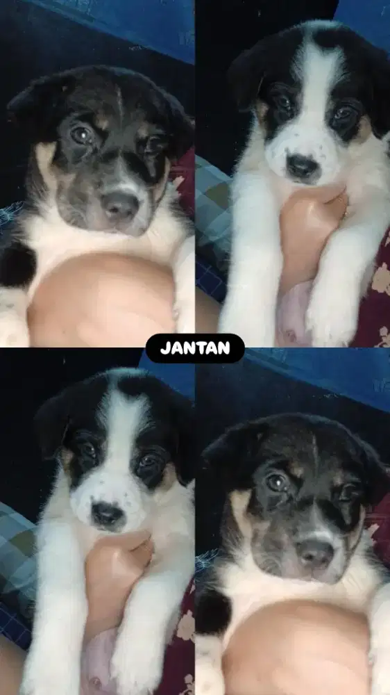 Ank anjing Mix (puppies)