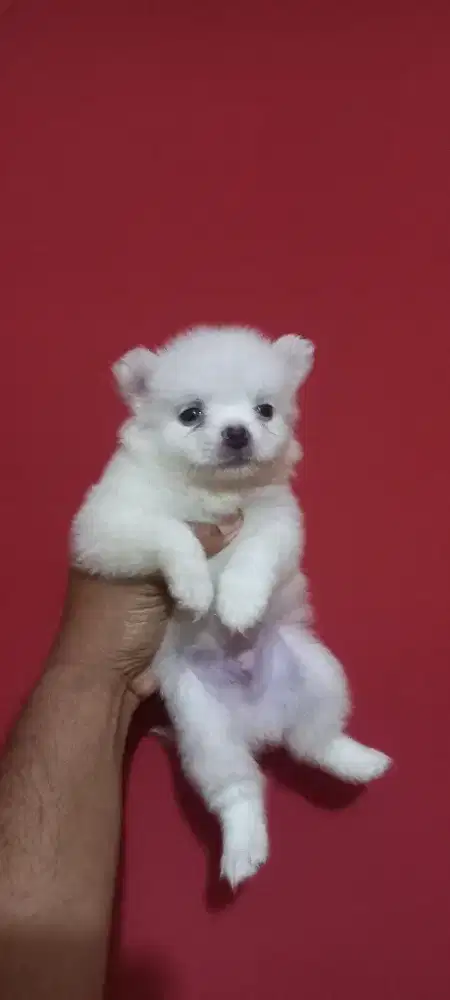 Minipom rare color
