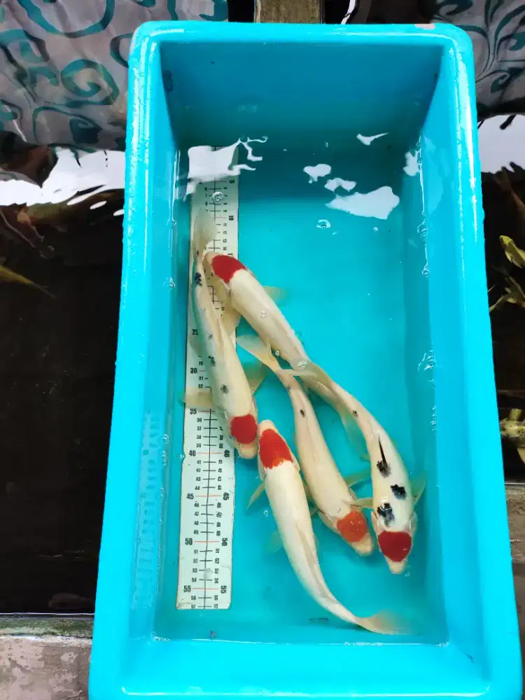 Ikan koi jenis tancho gosinki