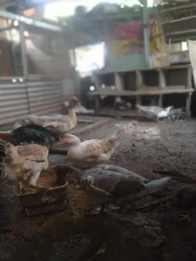 Entok biang betina pro