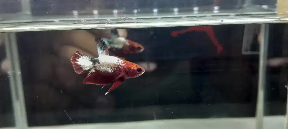 Bonsai Toy Fccp White Scale