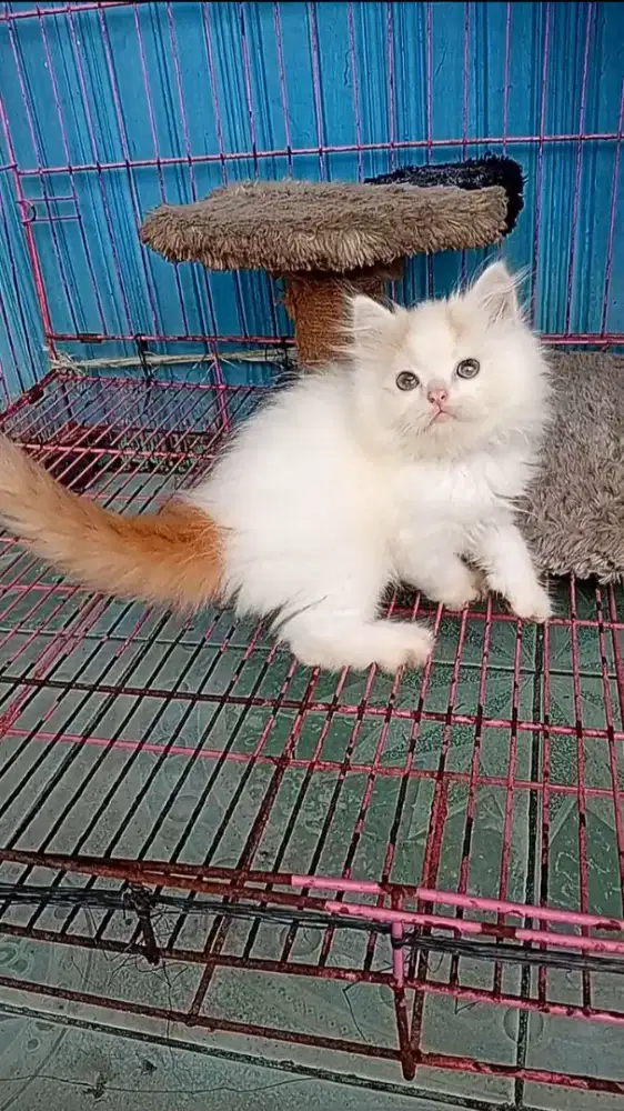 Kitten persia jantan