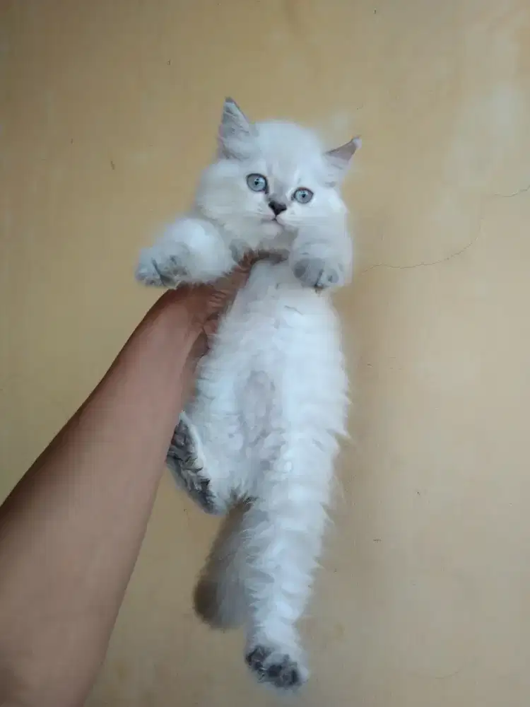 Himalaya ragdol uasi 2,5 bulan betina