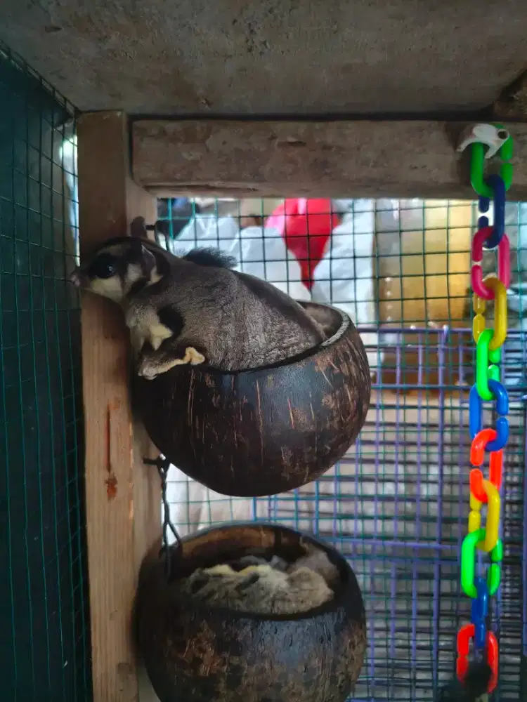 Harga Nego Sugar Glider Classic Grey