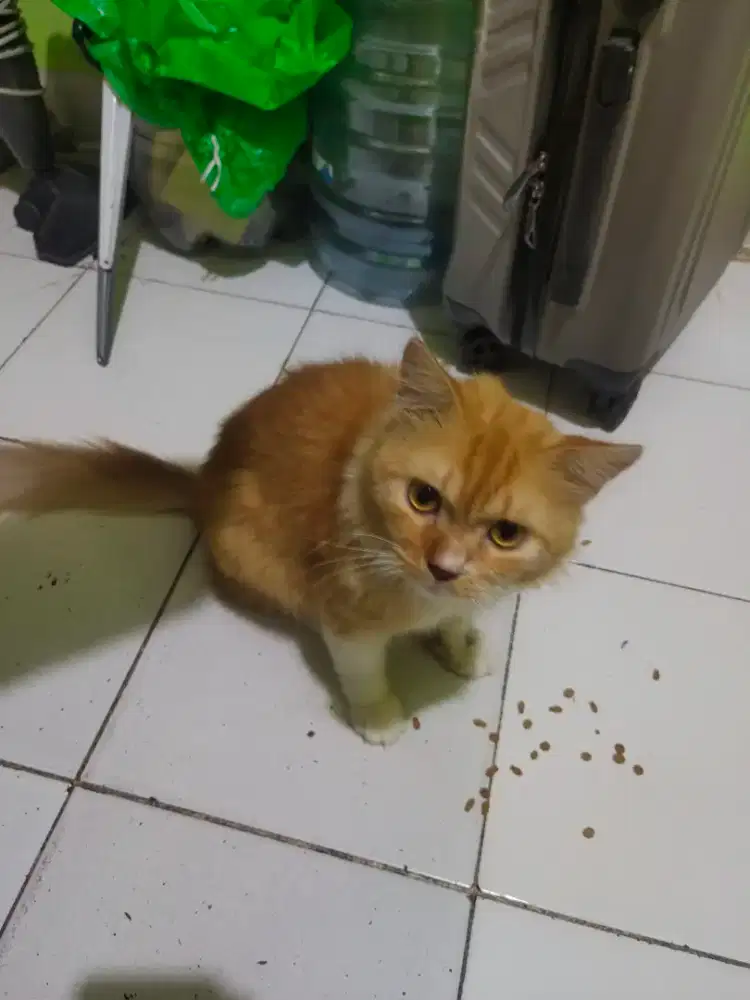 Kucing persia jantan dewasa