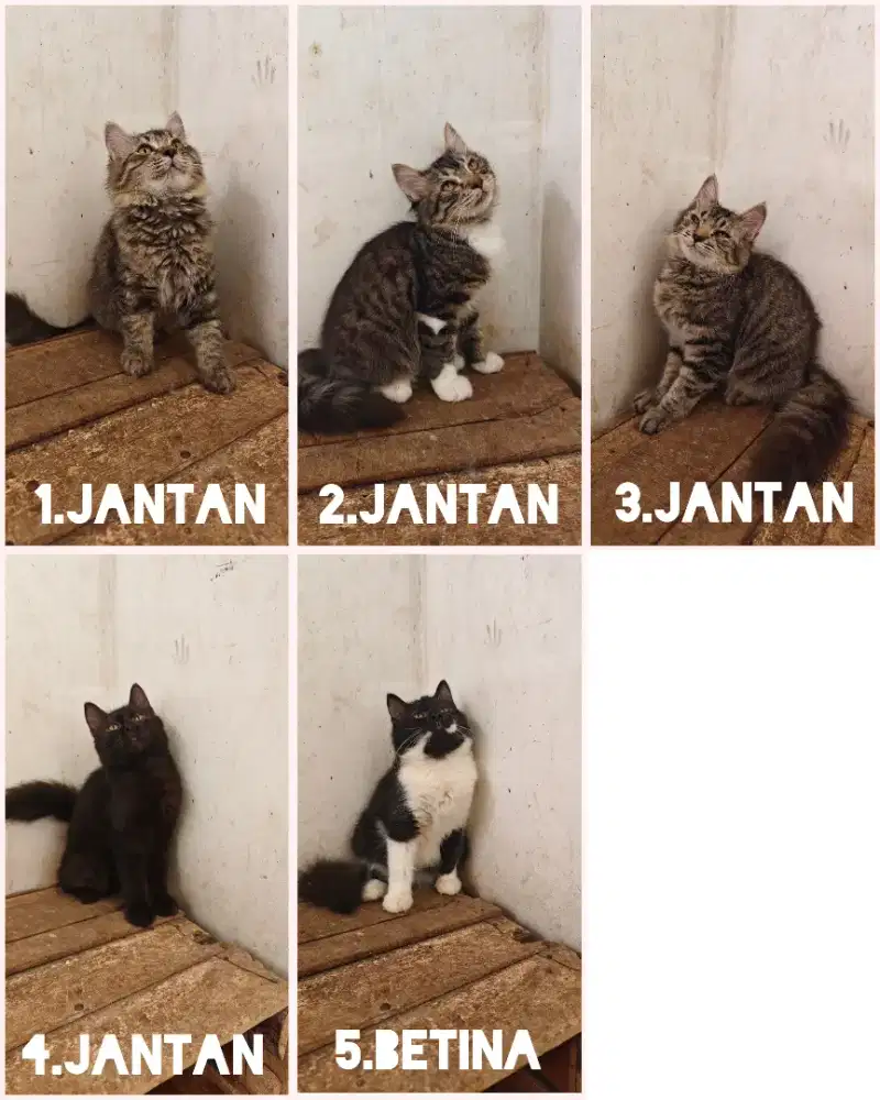 Kucing Kitten Persia 4 bln