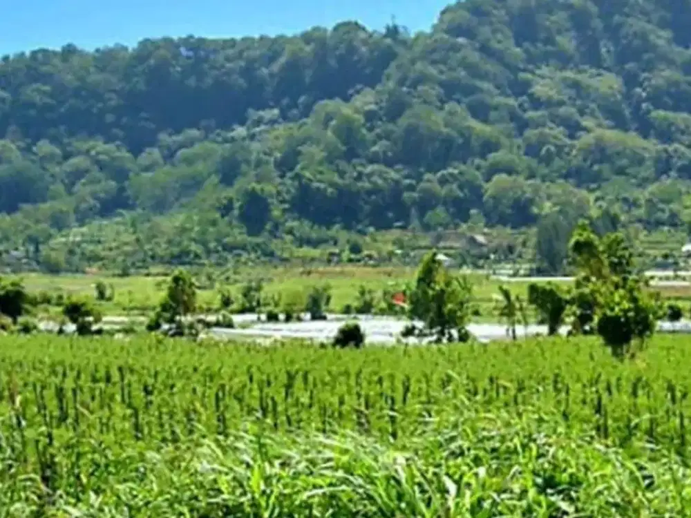 TANAH DATAR DI DANAU BUYAN BEDUGUL BULELENG, BALI