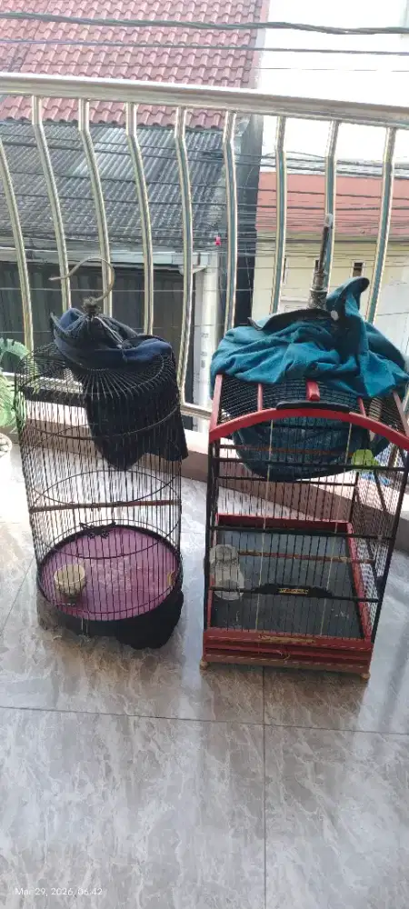 Kandang kotak dan kapsul borong