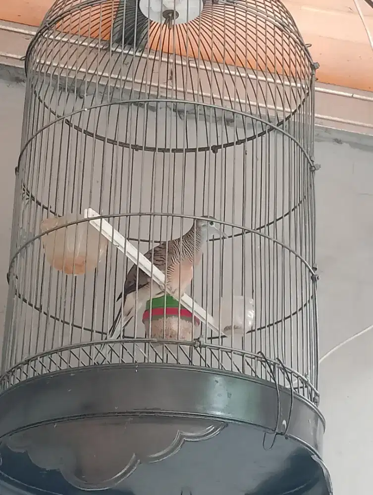 Perkutut Bangkok gacor manggung