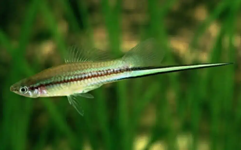 Sedang mencari pekerjaan