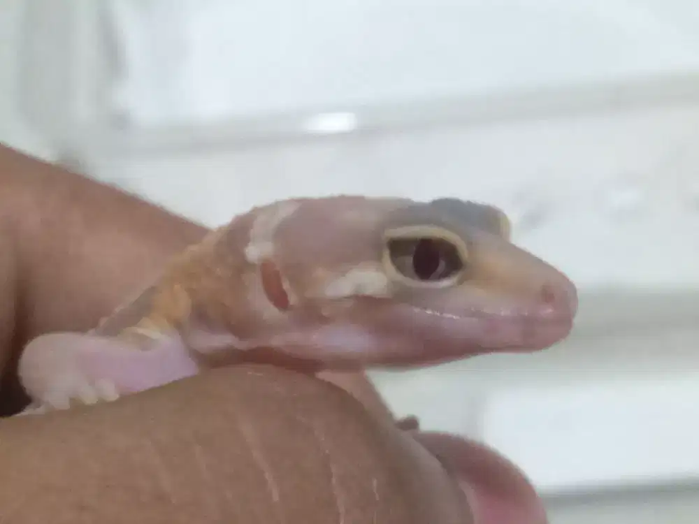 Baby gecko Gemas morp msr
