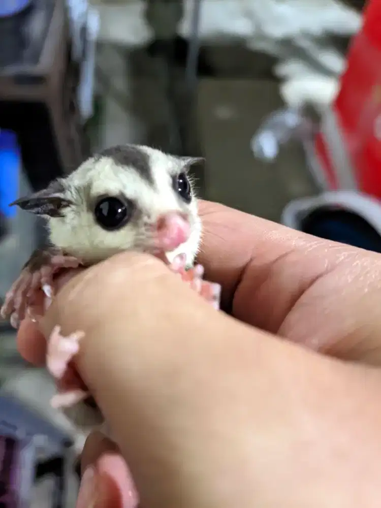 Sugar glider white face ph cream