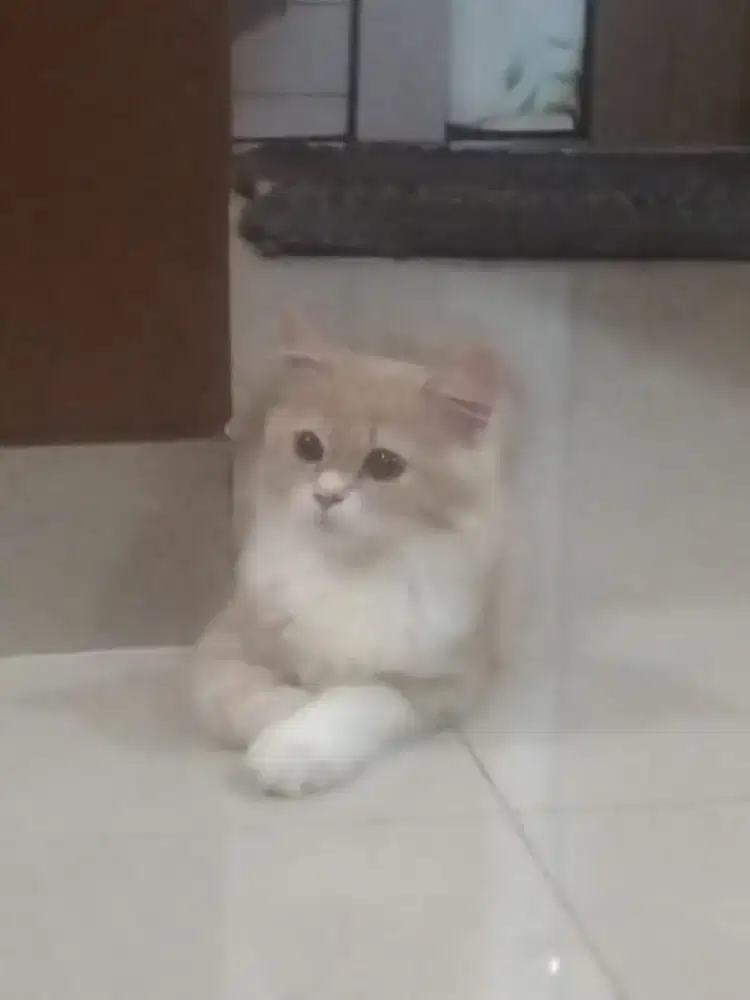 Kitten Persia jantan