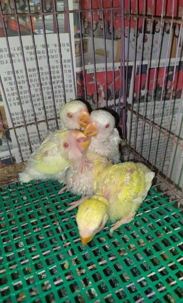 Lovebird jinak mm non klep