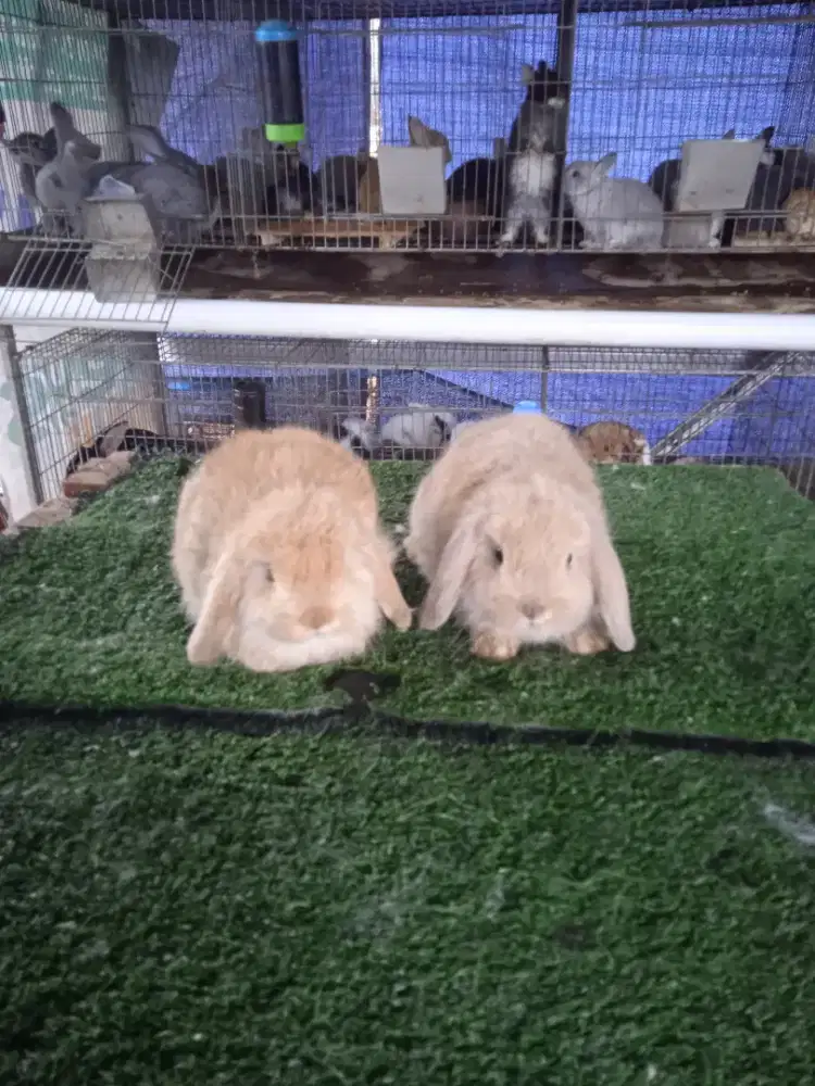 Kelinci holland lop