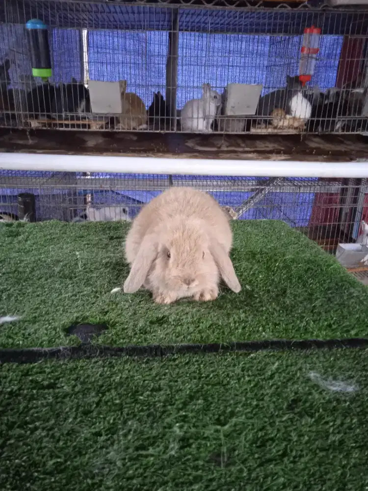 Kelinci Holland lop