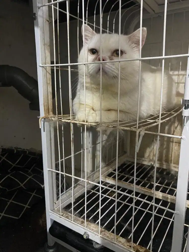 Lucing BSH jantan white solid