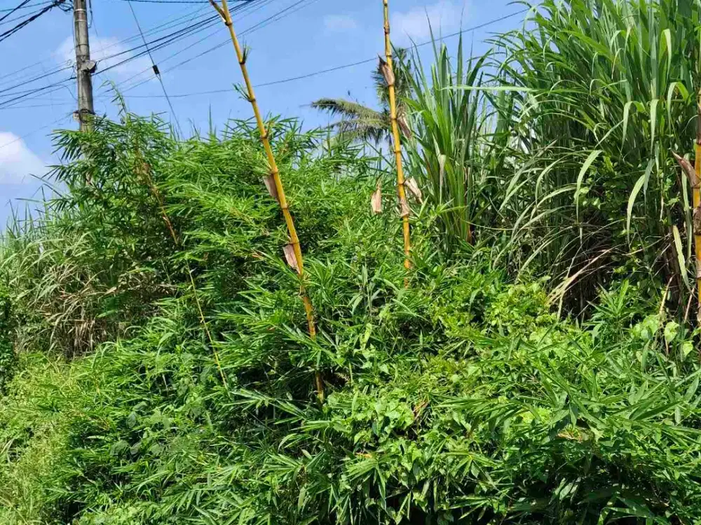 Tanah Murah Dan Strategis Dekat Samsat Kota Malang.