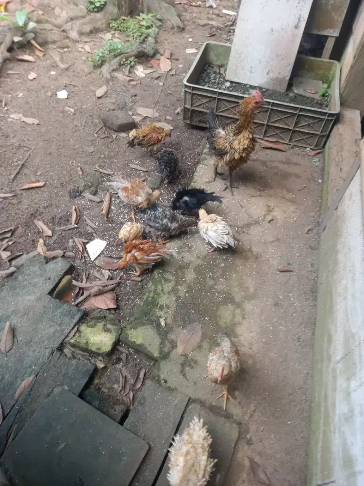 AYAM KAMPUNG RINTIK