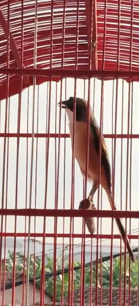 Burung cendet sembur