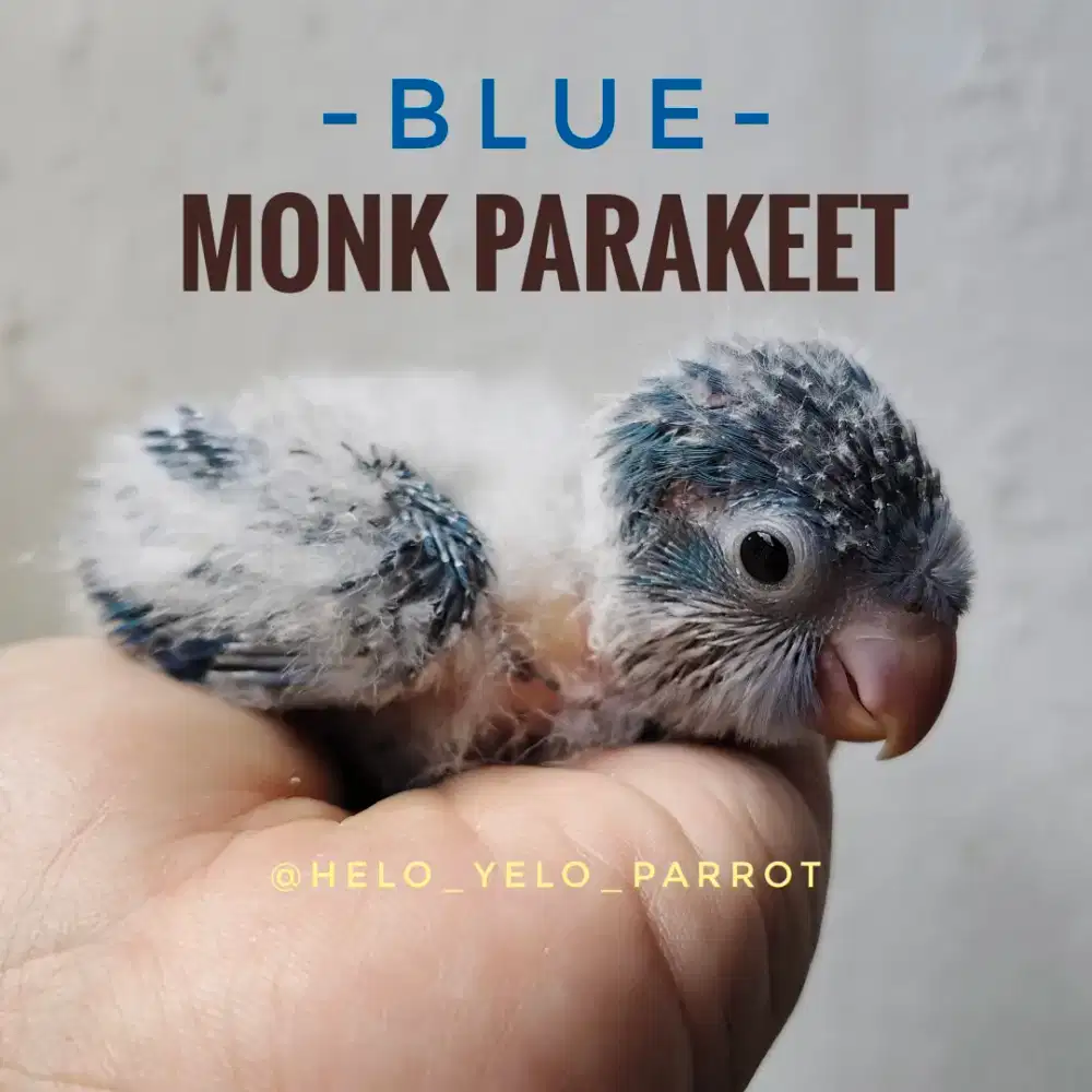 Monk Parakeet / Quaker Parrot Blue