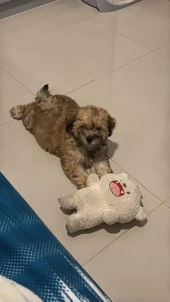 open adopt (berbayar)