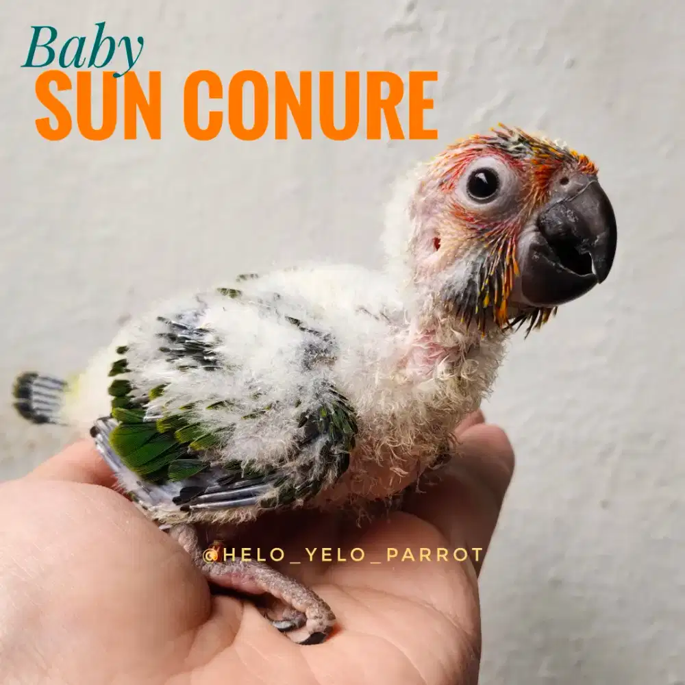 Baby Sun Conure