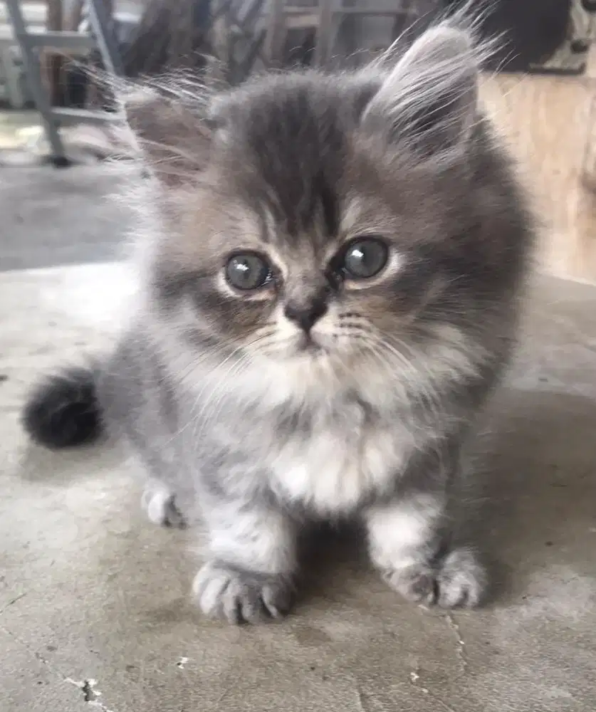 Kitten keturunan persia