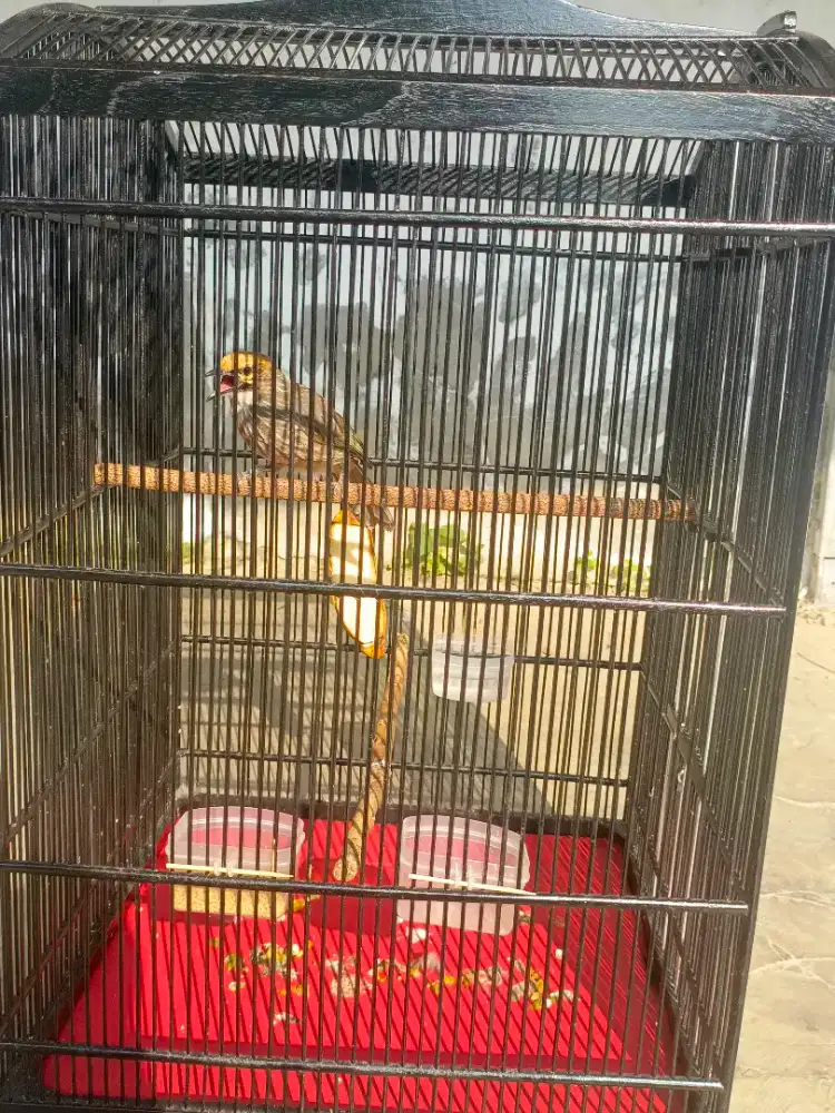 Cucak Rowo Betina Gacor